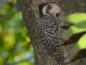 Carpintero bataraz chico/Checkered Woodpecker