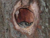 Carpintero bataraz chico/Checkered Woodpecker