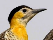 Carpintero campestre/Field Flicker