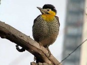 Carpintero campestre/Field Flicker