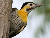 Carpintero campestre/Field Flicker