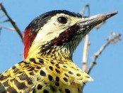 Carpintero real/Green-barred Woodpecker