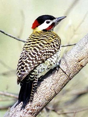 Carpintero real/Green-barred Woodpecker