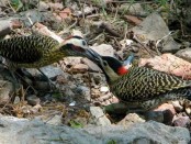 Carpintero real/Green-barred Woodpecker