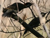 Carpintero real/Green-barred Woodpecker Carpintero real/Green-barred Woodpecker