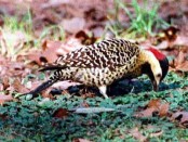 Carpintero real/Green-barred Woodpecker