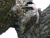 Carpintero real/Green-barred Woodpecker