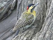 Carpintero real/Green-barred Woodpecker