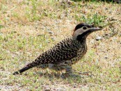 Carpintero real/Green-barred Woodpecker
