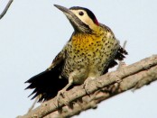 Carpintero real/Green-barred Woodpecker