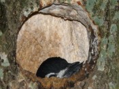 Carpintero real/Green-barred Woodpecker