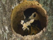 Carpintero real/Green-barred Woodpecker