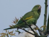 Catita chirirí/Yellow-chevroned Parakeet