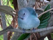 Celestino/Sayaca Tanager