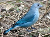 Celestino/Sayaca Tanager