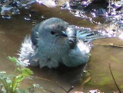 Celestino/Sayaca Tanager