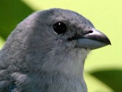 Celestino/Sayaca Tanager