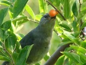 Celestino/Sayaca Tanager