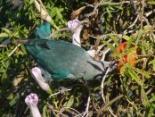 Celestino/Sayaca Tanager