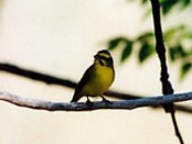 Cerquero amarillo/Yellow-striped Brush-Finch