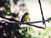 Cerquero amarillo/Yellow-striped Brush-Finch