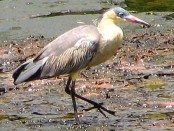 Chiflón/Whistling Heron