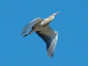 Chiflón/Whistling Heron