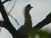 Chiflón/Whistling Heron