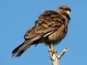 Chimango/Chimango Caracara Chimango/Chimango Caracara