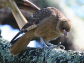 Chimango/Chimango Caracara Chimango/Chimango Caracara