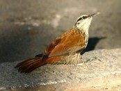 Chinchero chico/Narrow-billed Woodcreeper Chinchero chico/Narrow-billed Woodcreeper