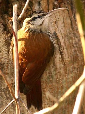 Chinchero chico/Narrow-billed Woodcreeper Chinchero chico/Narrow-billed Woodcreeper