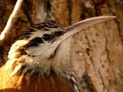 Chinchero chico/Narrow-billed Woodcreeper Chinchero chico/Narrow-billed Woodcreeper