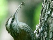 Chinchero chico/Narrow-billed Woodcreeper Chinchero chico/Narrow-billed Woodcreeper