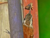 Chinchero chico/Narrow-billed Woodcreeper Chinchero chico/Narrow-billed Woodcreeper