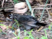Chingolo/Rufous-collared Sparrow