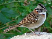 Chingolo/Rufous-collared Sparrow