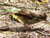Chingolo/Rufous-collared Sparrow