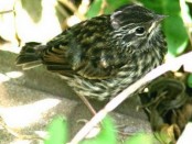 Chingolo/Rufous-collared Sparrow