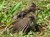 Chingolo/Rufous-collared Sparrow