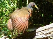 Chiricote/Gray-necked Wood-Rail