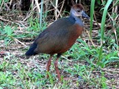 Chiricote/Gray-necked Wood-Rail