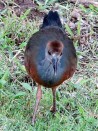 Chiricote/Gray-necked Wood-Rail