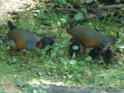 Chiricote/Gray-necked Wood-Rail