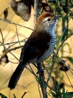 Choca corona rojiza/Rufous-capped Ant-Shrike Choca corona rojiza/Rufous-capped Ant-Shrike