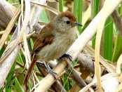 Choca corona rojiza/Rufous-capped Ant-Shrike Choca corona rojiza/Rufous-capped Ant-Shrike