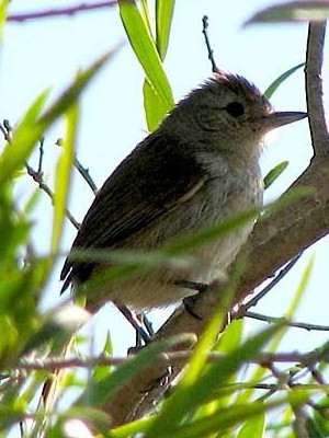 Choca corona rojiza/Rufous-capped Ant-Shrike Choca corona rojiza/Rufous-capped Ant-Shrike