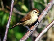 Choca corona rojiza/Rufous-capped Ant-Shrike Choca corona rojiza/Rufous-capped Ant-Shrike