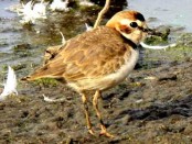 Chorlito de collar/Collared Plover