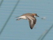 Chorlito de collar/Collared Plover